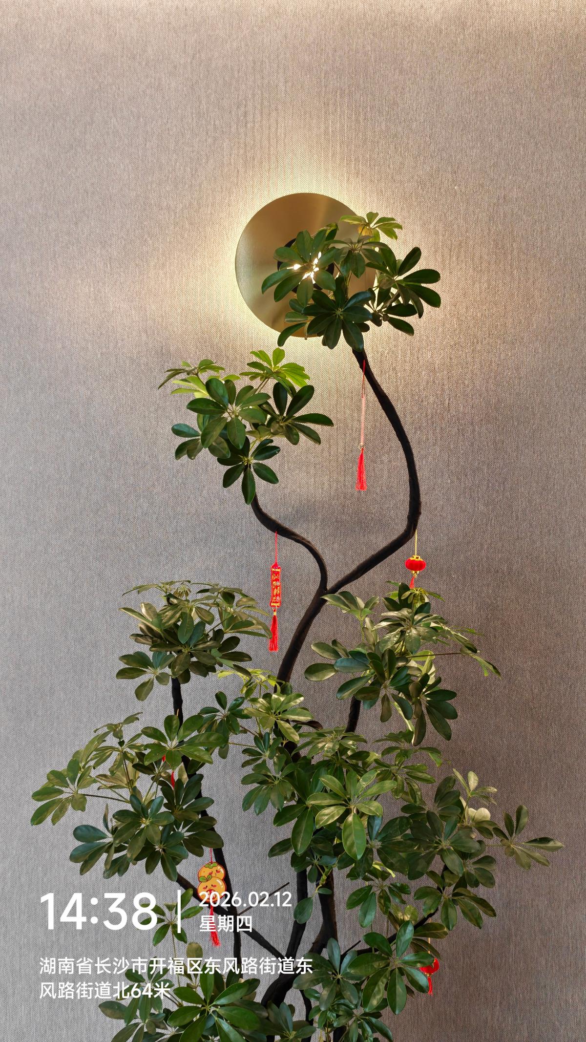 长沙-墙上的圆形壁灯与绿植_2.jpg