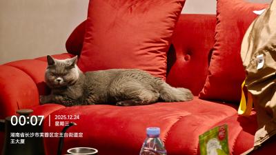 长沙-红沙发上的蓝猫