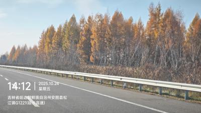 长白山-高速公路旁的落叶松林_5