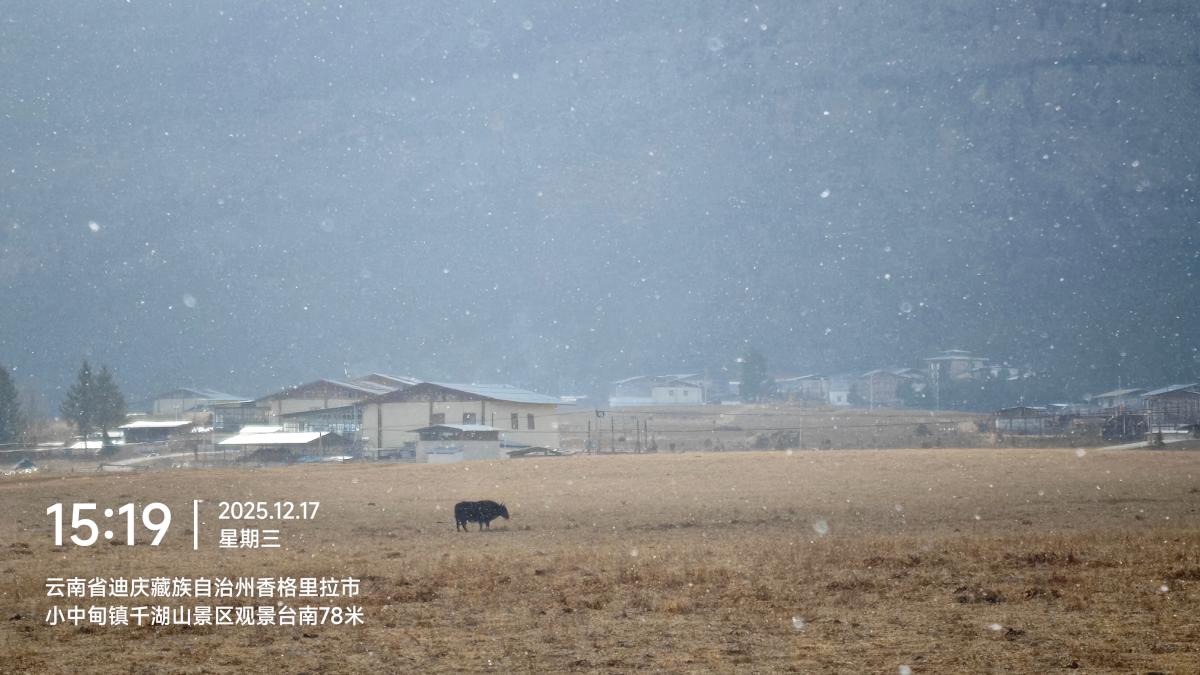香格里拉-雪中草甸上的牦牛_6.jpg