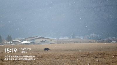 香格里拉-雪中草甸上的牦牛_6