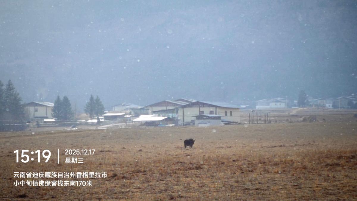 香格里拉-雪中藏寨田野上的牦牛.jpg