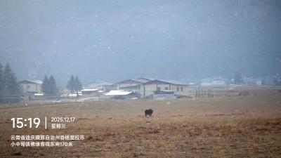 香格里拉-雪中藏寨田野上的牦牛
