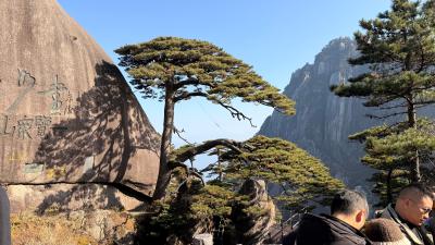 黄山-奇松立在峭壁与云海之间