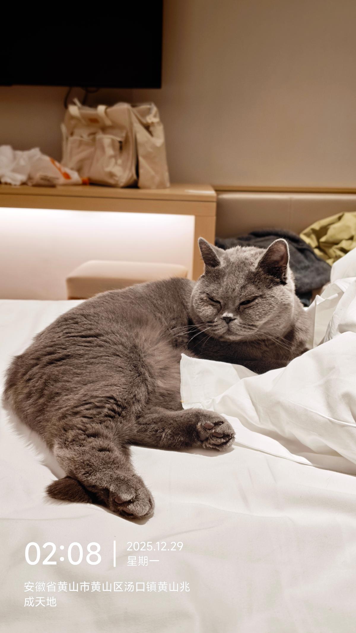 黄山-床上睡觉的蓝猫_4.jpg