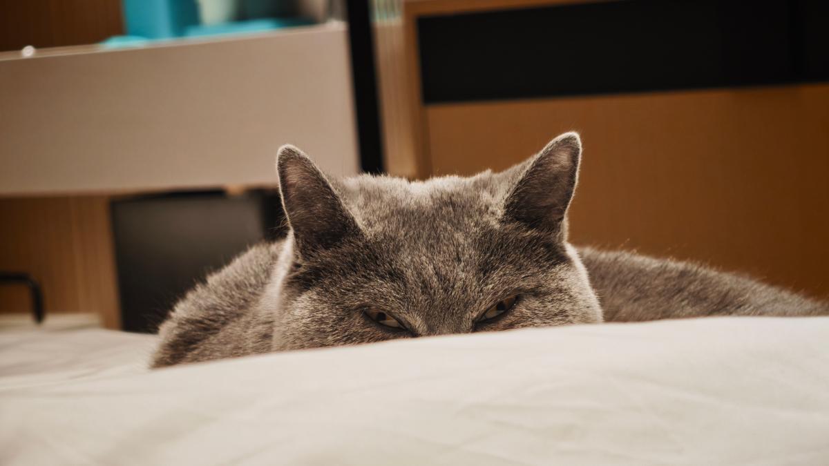 黄山-床上露出头的蓝猫_2.jpg